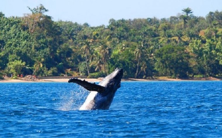 Whale Watching in Africa