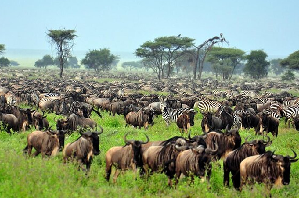 Serengeti National Park