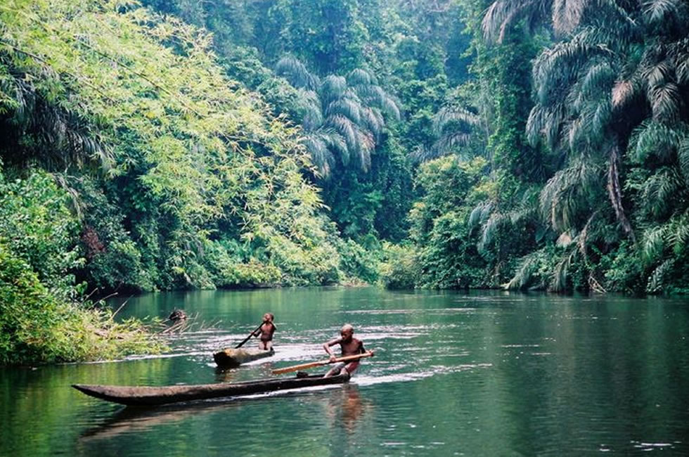 Central African Forests